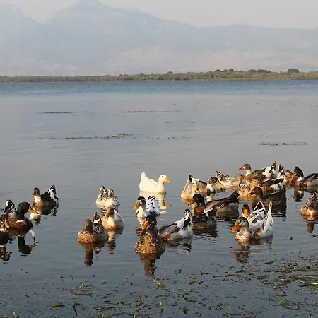 Shkodra Lake * Široka